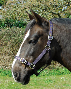 Budget strong nylon headcollar