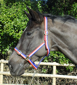 Budget strong nylon headcollar