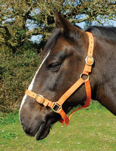 Load image into Gallery viewer, Budget strong nylon headcollar