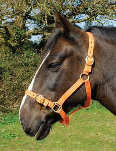 Budget strong nylon headcollar