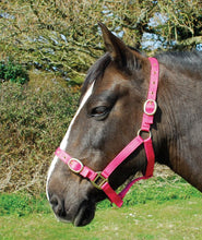 Load image into Gallery viewer, Budget strong nylon headcollar