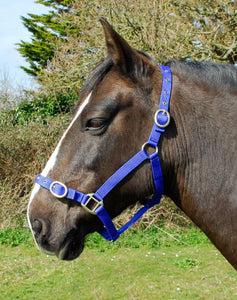 Budget strong nylon headcollar