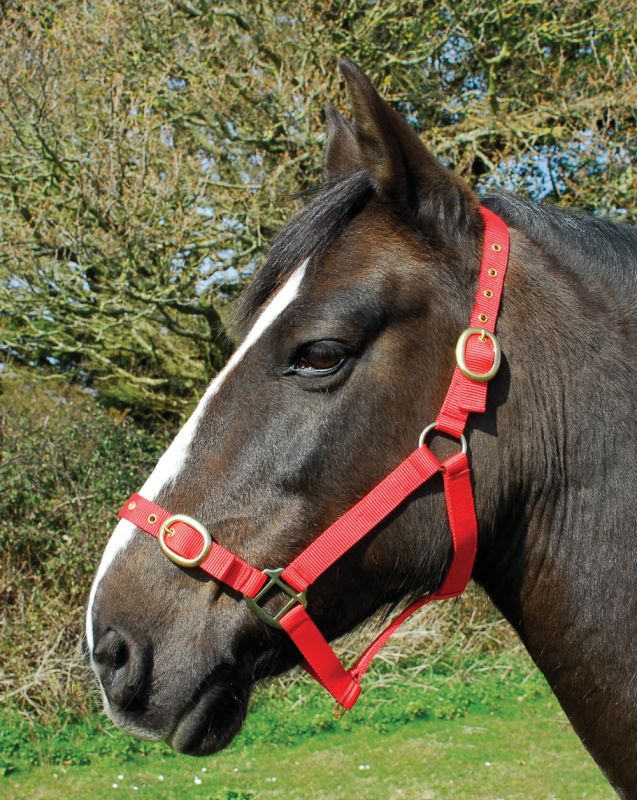 Budget strong nylon headcollar