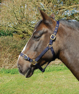 Budget strong nylon headcollar