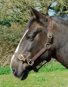 Budget strong nylon headcollar