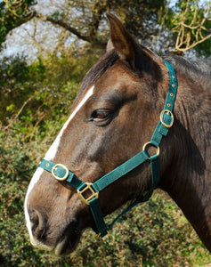 Budget strong nylon headcollar