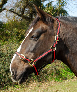 Budget strong nylon headcollar