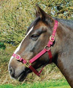 Budget strong nylon headcollar