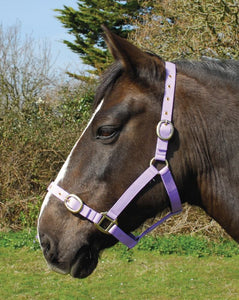 Budget strong nylon headcollar