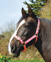 Load image into Gallery viewer, Budget strong nylon headcollar