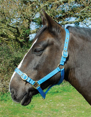 Budget strong nylon headcollar