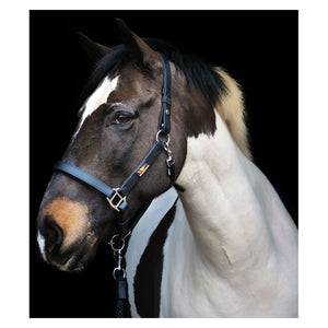 Equilibrium Stellar™ Head Collar