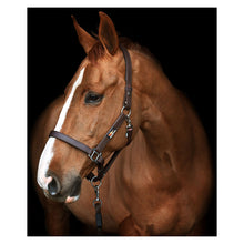 Load image into Gallery viewer, Equilibrium Stellar™ Head Collar